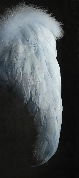Blue Angel Wings (Med.) 27 x 23 - Goose & Marabou