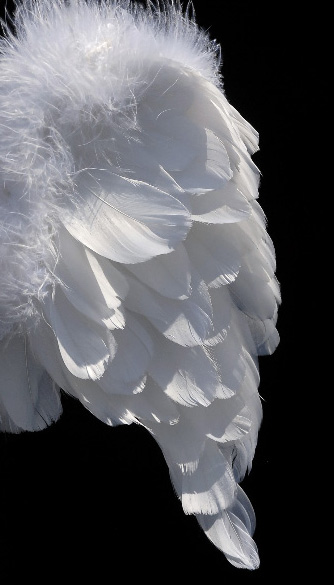Baby White Angel Wings 17 x 12 1/2