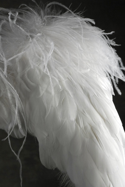 White Deluxe Angel Wings-Goose (Med.) 27 x 23